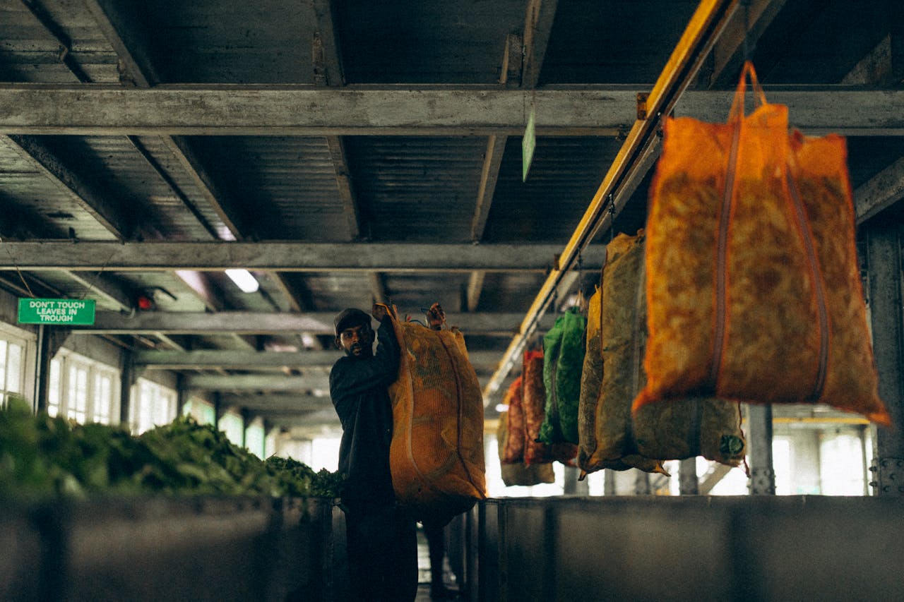 A worker handles leaves in a Sri Lankan tea factory, showcasing agriculture and industrial processes.